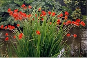 OLIWIER'S BULBS 10x Crocosmia Lucifer Summer Flowering Bulbs Firey Stars Spring Planting Red Montbretia Easy to Grow Garden Perenial Flowers