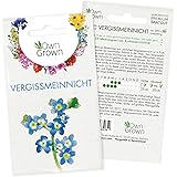 Vergissmeinnicht Samen: Premium Vergissmeinnicht Blumen Samen für ca. 200 blühende Vergiss Mein Nicht Pflanzen mehrjährig – B