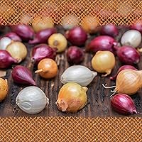 FLORTUS 2000-0423-250g Steckzwiebeln Disco Mix 250 g I Zwiebeln in hoher Qualität pflanzen I Gemüsezwiebel in der Größe…