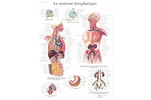 3B Scientific Modèle Anatomique Système Lymphatique