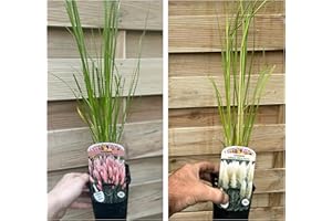 ONE CLICK PLANTS 2 x Pampas Grass | Cream & Pink | Supplied in 2 x 9cm Growers Pots | Exactly Like Our Photo
