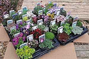 THE ALPINE AND GRASS NURSERY 40 Different ALPINES in 9cm POTS - Quality Rockery Plant Collection ~ Direct from Specialist Grower in Lincolnshire.