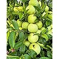 Guava Plant Hybrid All Seasons (Pack of 1)
