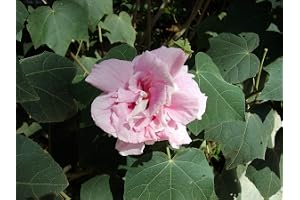50 frön av Hibiscus Mutabilis