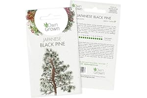 Grow Your Own Bonsai Trees: Premium Bonsai Seeds for Japanese Black Pine – 5 Japanese Black Pine Bonsai Seeds – Pinus thunbergii Bonsai Tree Seeds – Black Pine Tree Plant Seed, Black Seed by OwnGrown