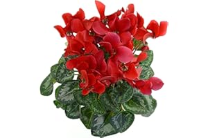 ACQUA TOWER GROWING SYSTEMS Winter Flowering Plants - Cyclamen 'Rouge VIF' - 3 x Full Plants in 10.5cm Pots - Cyclamen Plants - Winter Bedding Plants - Garden Ready + Ready to Plant - Premium Quality Plants