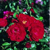 'Ulmer Münster' (R), Strauchrose im 4 L Container