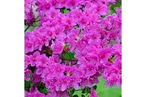 GARDENERSDREAM 1 X Azalea 'Geisha Purple' Japanese Evergreen Shrub Hardy Plant in Pot