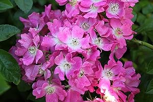 KÜHR BAUM- U. ROSENSCHULEN Ramblerrose Maria Lisa im 7 Liter Rosentopf