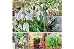 Woodland bulbs® 50 x Single Snowdrop Bulbs - SNOWDROPS in The Green - Galanthus Nivalis - Snowdrops Bulbs for Planting Now UK - Plant with Bluebells & Aconites - Trusted UK Company - Free UK P&P