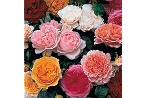 YOUGARDEN Mixed Colour Classic English Shrub Rose Collection 5 Bare Root Bushes