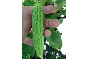 LEGUTKO Bitter Melone, Bitter Gourd Samen - Momordica charantia
