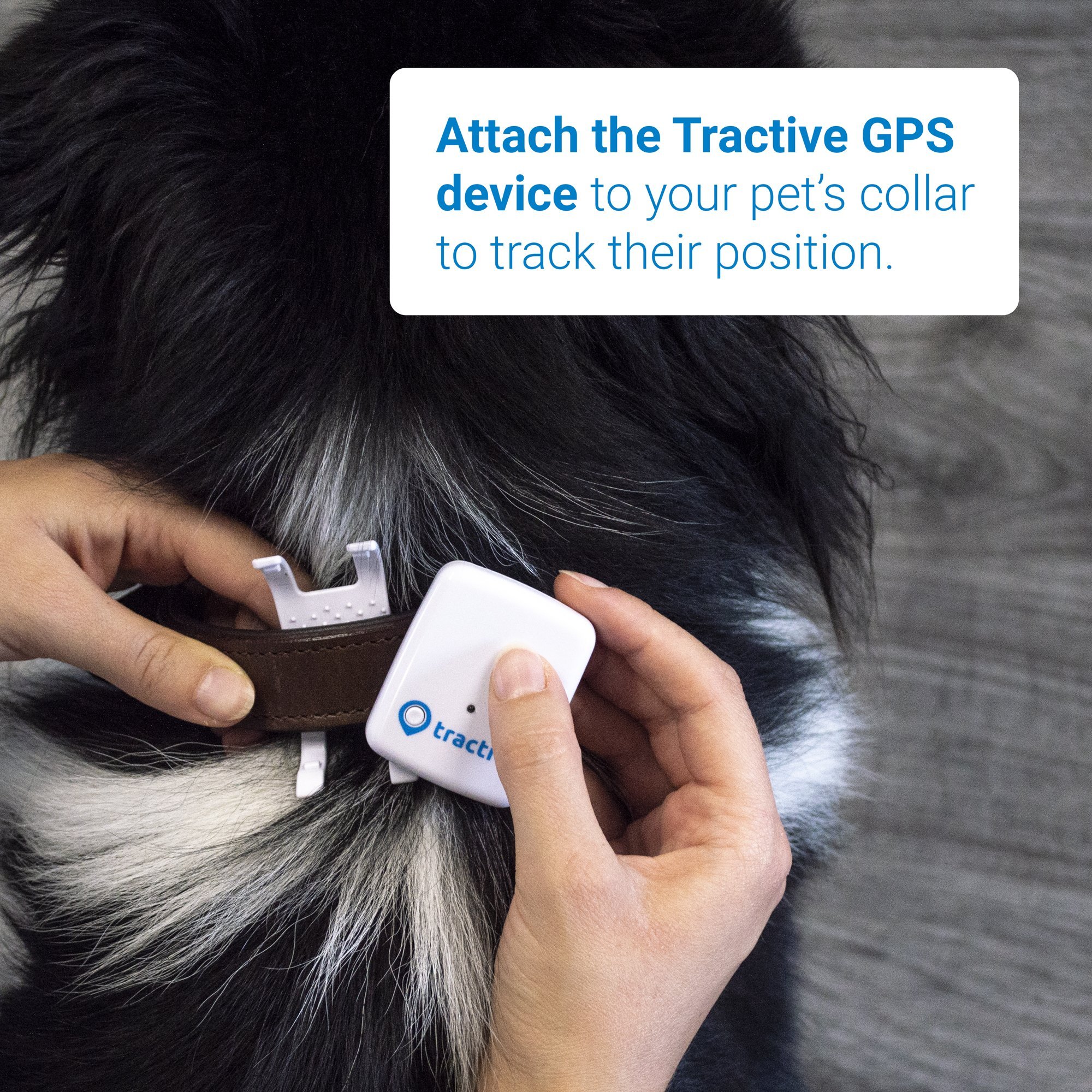 Tractive GPS Pet Tracker Dog Gadgets Store