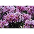 Creative Farmer Forest Seeds : Crepe Myrtle Crape Tree - Tree Seeds Home Garden Pack