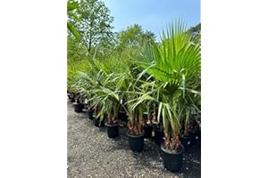 Sunny Tree - Palmera - Washingtonia Robusta - Tronco de mulita - 140-160 centímetros incluida maceta - Palmera abanico mexicano