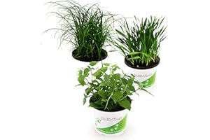 Tropic Shop Pflanzen Set für Katzen - 2X Katzengras, 2X Katzenminze, 2X Katzengras Soft - Frische Futterpflanzen für Katzen