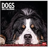 Calendrier Bouvier Bernois 2023 Calendrier 2022 Bouvier Bernois Chien De Race Bouvier Bernois (Pg) + Offert  Un Agenda De Poche 2022 : Amazon.fr: Fournitures De Bureau