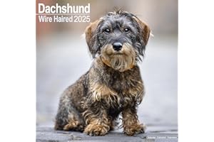 Wirehaired Dachshund 2025 Square Wall Calendar | Dog Breed Calendar: Original Avonside-Kalender [Mehrsprachig] [Kalender]