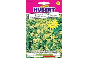 GRAINES HUBERT SEMENCES & ENGRAIS MAIROL Graines de Moutarde Blanche Pour 35 m² - 40 grammes