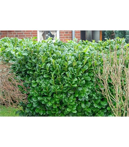 Stauden Gnge 10 x Prunus lusitanica  (Gehlz/Heckenpflanze/Winterhart/Mehrjhrig/Immergrn) Portugiesischer  Kirschlorbeer - Robuster Sichtschutz mit mediterranem Touch : Amazon.de:  Garten