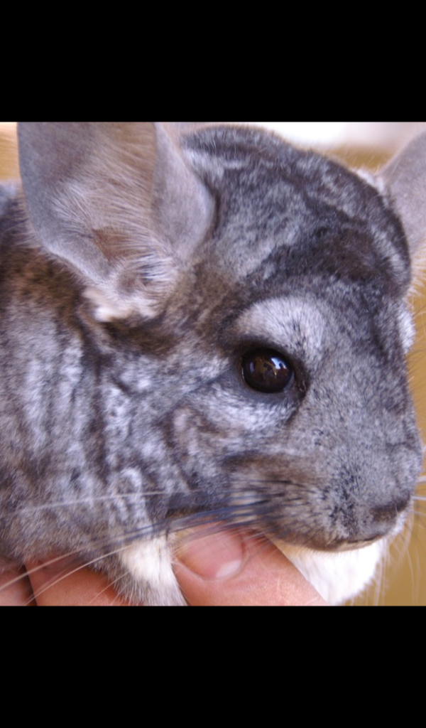 Chinchilla Wallpaper &ndash; HD Wallpapers of Chinchillas!: Amazon.co.uk