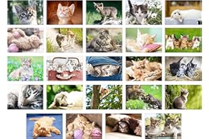 Edition Seidel Set 48 cartoline Gattini Animali (gatti, 48 carte)