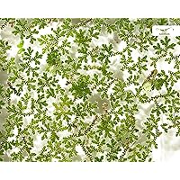 Winterharte Teich- und Aquarien Schwimmpflanze - Algenfarn - Azolla filiculoides - Garnelio Portion