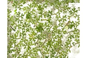 GARNELIO MOOSE & SCHWIMMPFLANZEN Planta de invierno para estanque y acuarios - Algenfarn - Azolla filiculoides - Garnelio Portion