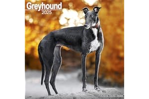 Greyhound 2025 Square Wall Calendar | Dog Breed Calendar