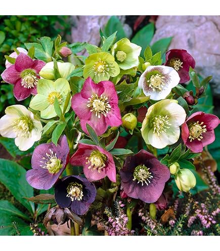 Semillas De Helleborus Orientalis (Eléboro) 'Ellen Rosa Doppia' - Planta De Sombra, Flor Doble Rosa, Maceta 9 Cm