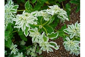 TU PROPIO JARDÍN 15 Semillas de Euphorbia Marginata