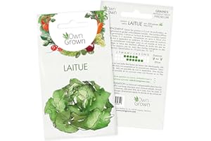 Graines de laitue (Lactuca sativa), graines de laitues à cultiver OwnGrown, graines pour environ 500 plants de la variété May King