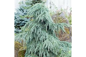 Cedro dell'Himalaya piangente "Cedrus deodara pendula" pianta da innesto in vaso ø17 cm h. 80/100 cm Vivaio di Castelletto