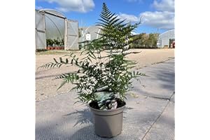 WEB GARDEN CENTRE Dicksonia antarctica/Soft Tree Fern : 2.5L Pot : potter High (exc pot)