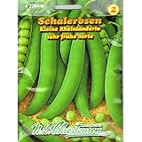 Schalerbsen 'Kleine Rheinländerin' sehr frühe Sorte, 50 cm hoch