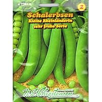 Schalerbsen 'Kleine Rheinländerin' sehr frühe Sorte, 50 cm hoch