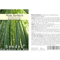 Seedeo Moso Bambus (Riesenbambus) Phyllostachys edulis ca. 80-100 Samen :  Amazon.de: Garten