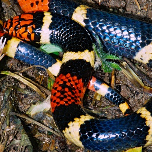 Coral Snake Wallpaper HD Wallpapers of Coral Snakes! Amazon.co.uk