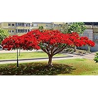Flammenbaum, SELTENE rote PRACHTBLÜTE, exotische Pflanze, 5 Samen, SUPER !!