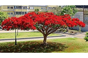 SHOP-MR-BEAN delonix regia albero del fuoco semi 10