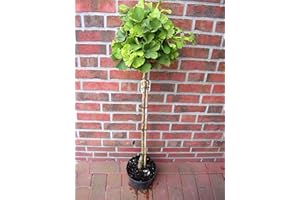 PFLANZEN BÖRING Ginkgo biloba Mariken - Stämmchen, Kugel-Ginkgo, Höhe: 150-160 cm + Dünger