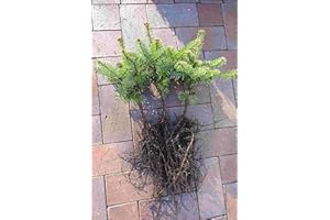 PFLANZHITS IHR PFLANZENPARTNER Nordmanntannen Set – 10st : 5 Nordmanntannen 5j. + 5 Nordmanntannen 2j. | Weihnachtsbaum-Anzucht & immergrüne Gartenbäume | Wurzelware