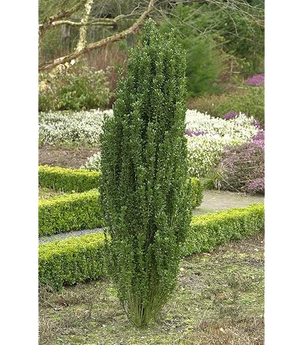 Taxus baccata 'Pirat' 100120 cm  Immergrn, Winterhart, Pflegeleicht   Eibe  Heckenpflanze fr Garten & Sichtschutz : Amazon.de: Garten