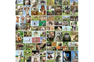 Edition Colibri 100 ANIMAUX: Lot de 100 cartes postales d'animaux avec 100 motifs différents - idéal pour les collectionneurs, les écoles ou pour le postcrossing de