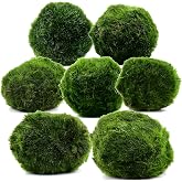 AquaBreedingSkill Set of 7 Live Japanese Marimo 3-4 cm - Natural Live Marimo Ball Original Natural Aquarium Plants for Aquari