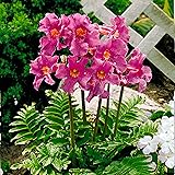 6x Incarvillea delavayi | Gartengloxinie Rosa Blüten | Sommerblüher Blumenzwiebeln | 14 cm