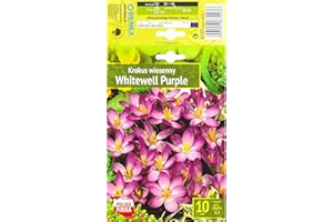 AGRONOM TESTED IN THE GARDEN AGRONOM | CROCHI - WHITEWELL PURPLE | Bulbi fiori perenni | Fiori Viola | Si coltivano in giardini fioriti, in vaso, piantati in prati fioriti | Confezione da 10 Bulbi fiori