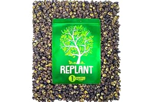 REPLANT Timut Pfeffer 150 g – Grand Cru Nepal 2023 – Sichuan Pfeffer – Pfeffer Ganz – czarny pfefferkörner für die Mühle Geeignet – Wiederverschließbarer Beutel FreshZIP_AB