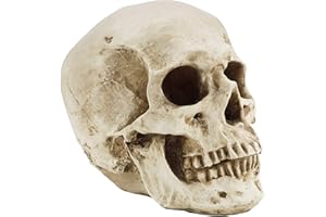 Kurtzy Human Skull Model - L12 x W17 x H14.5cm / 4.72 x 6.70 x 5.71 Inches - Realistic Resin Bone Medical Skeleton - Replica Life-Size Head for Anatomical Medical Teaching & Halloween Party Decoration