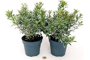 POWERS TO FLOWERS - PIERIS JAPONICA VARIEGATO, 2 PIANTE VASO 13CM, Piante vere